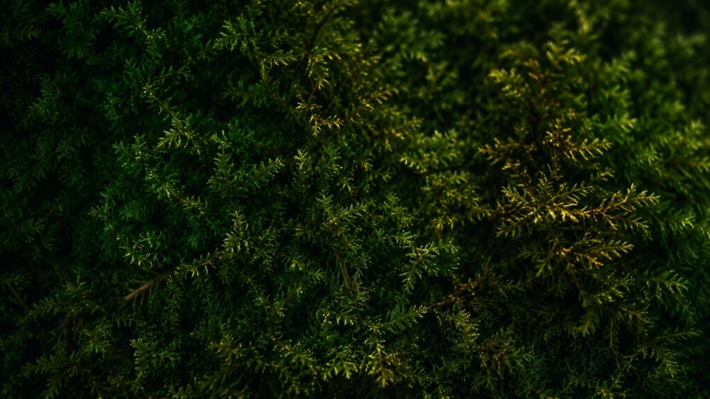 Moss image